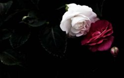 玫瑰和月季的区别，介绍六种不同区别方法