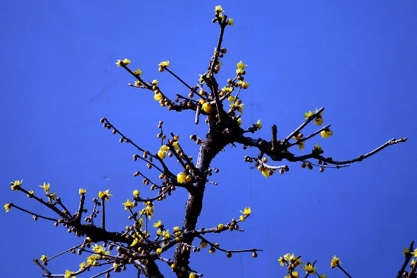 腊梅树什么时候移植，冬季或者春季移栽