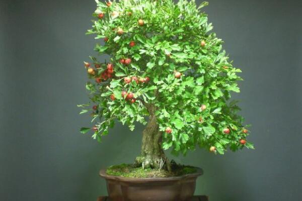 花椒树盆栽养殖方法
