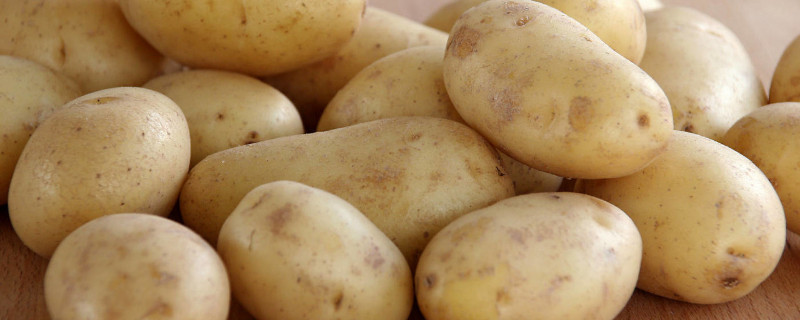 土豆怎样掐苗剪枝