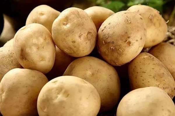 土豆怎样掐苗剪枝