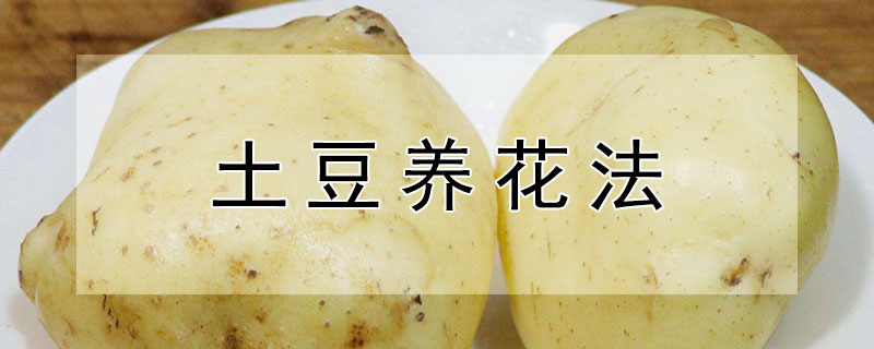 土豆养花法