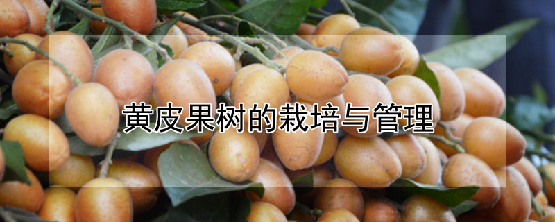 黄皮果树的栽培与管理