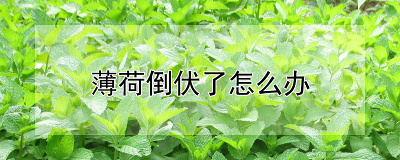 薄荷倒伏了怎么办