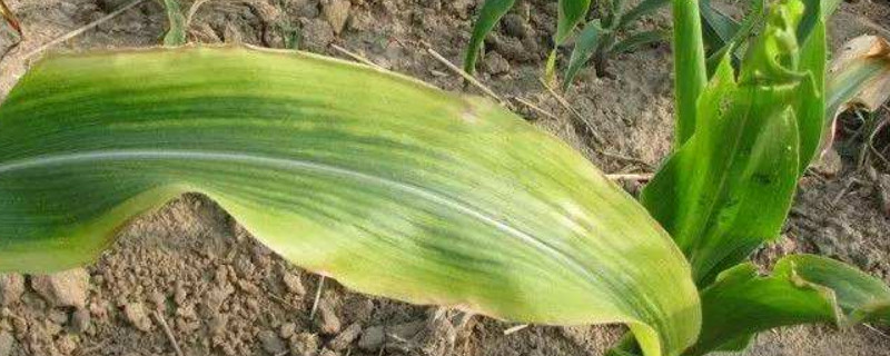 玉米苗期如何施肥