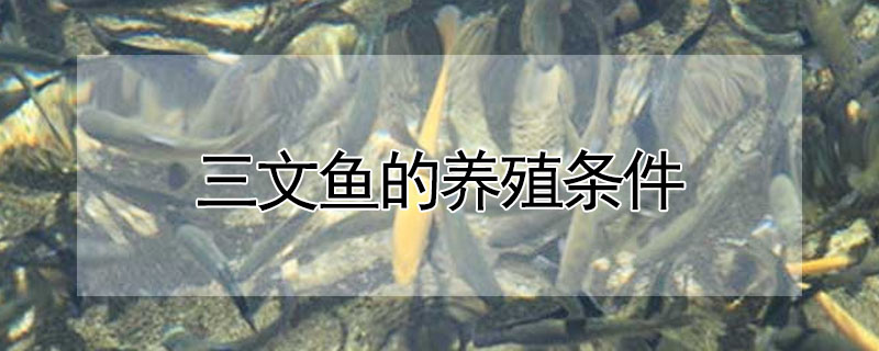 三文鱼的养殖条件