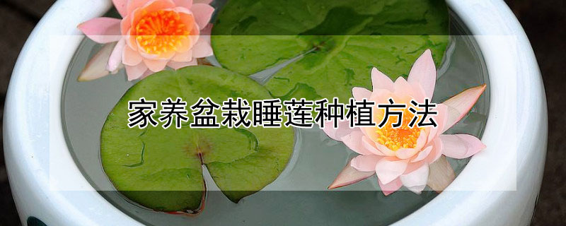 家养盆栽睡莲种植方法