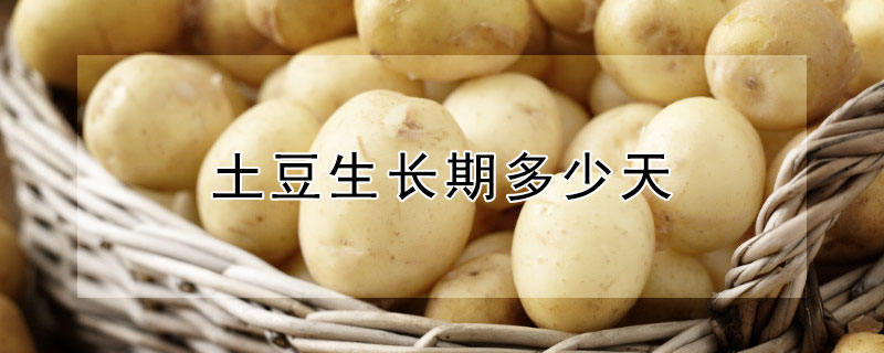 土豆生长期多少天