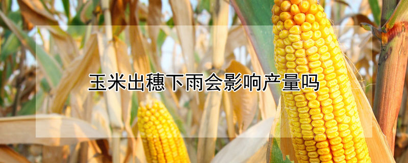 玉米出穗下雨会影响产量吗