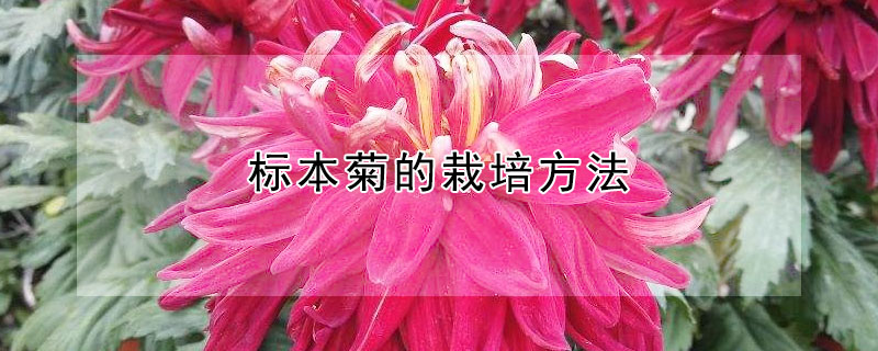标本菊的栽培方法