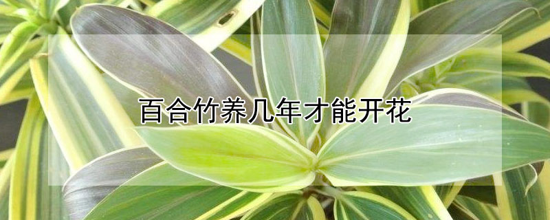 百合竹养几年才能开花
