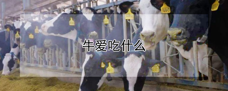 牛爱吃什么
