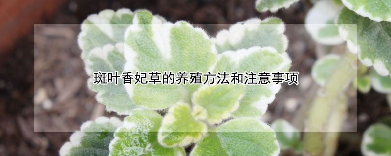 斑叶香妃草的养殖方法和注意事项