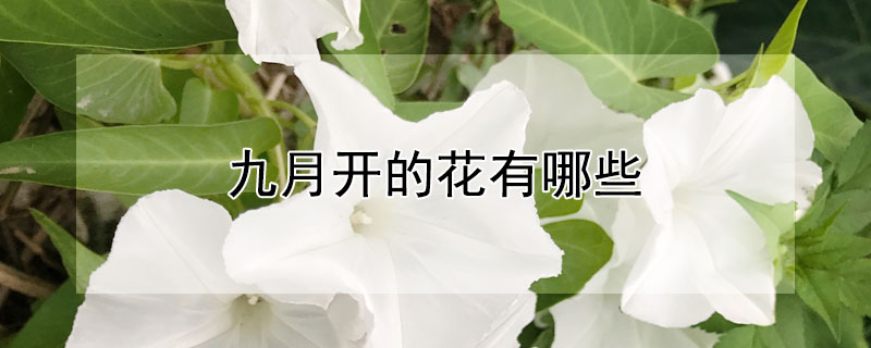 九月开的花有哪些