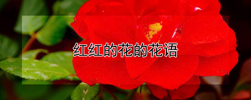 红红的花的花语