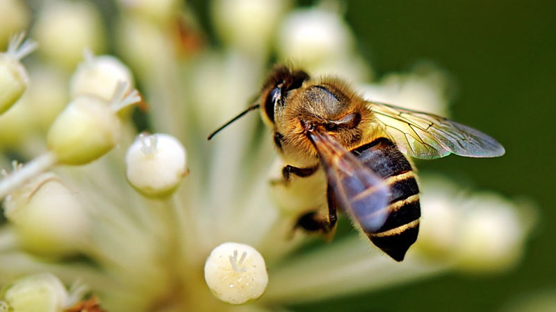 蜜蜂怎么养殖