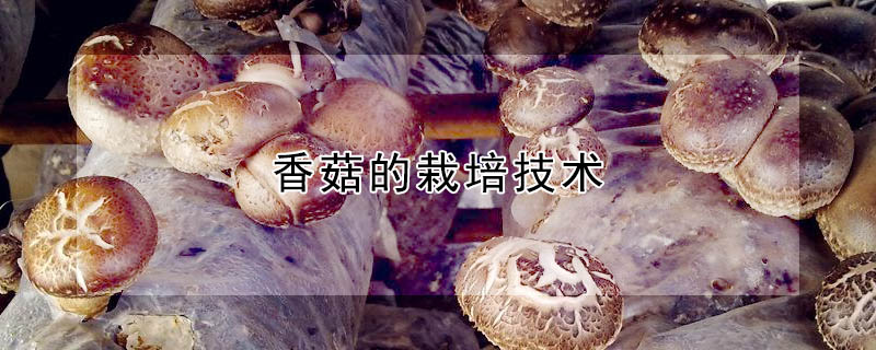 香菇的栽培技术