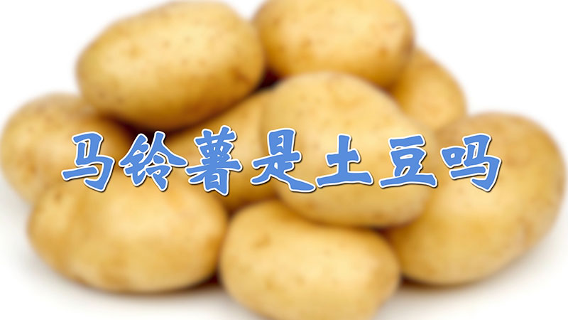 马铃薯是土豆吗