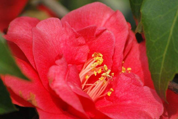 红色给人一种光芒四射的感觉,而山茶花的花朵圆润饱满,花瓣数量繁多