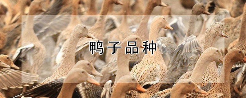 鸭子品种