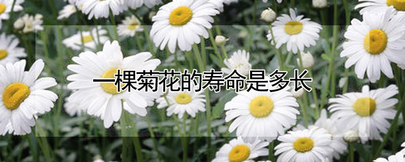 一棵菊花的寿命是多长