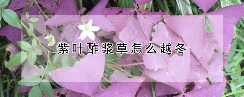 紫叶酢浆草怎么越冬