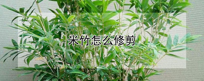 米竹怎么修剪