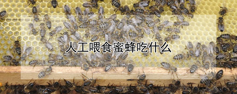 人工喂食蜜蜂吃什么