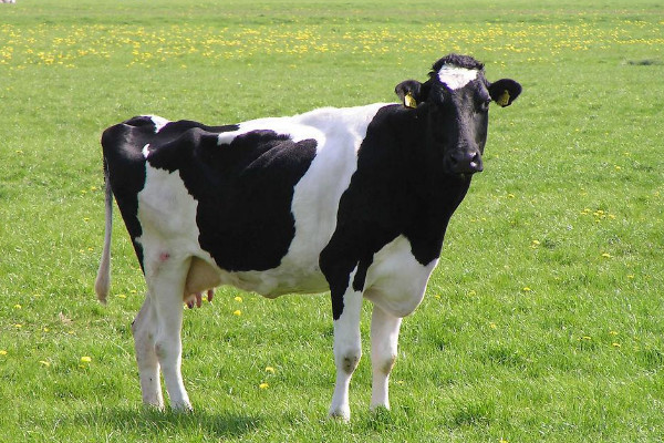 奶牛只有母牛吗