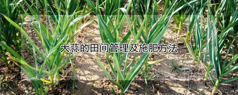大蒜的田间管理及施肥方法