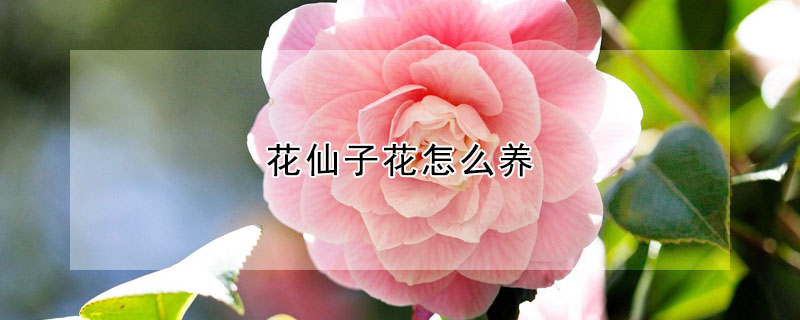 花仙子花怎么养