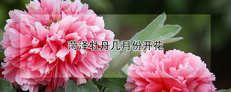 花卉大全 牡丹花 手机阅读    菏泽牡丹通常会在每年的4-5月份时开花