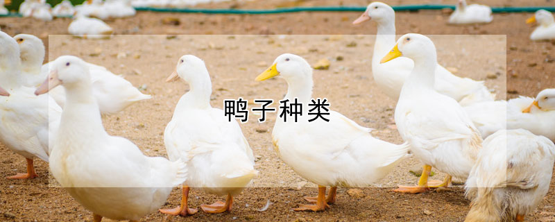 鸭子种类