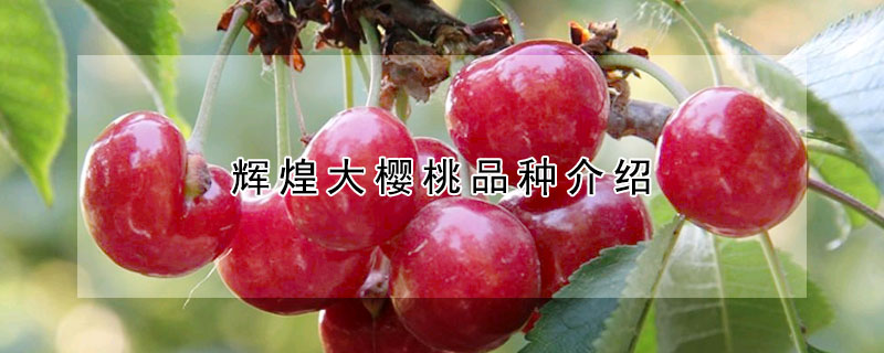 辉煌大樱桃品种介绍