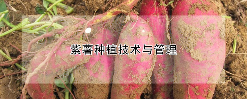 紫薯种植技术与管理
