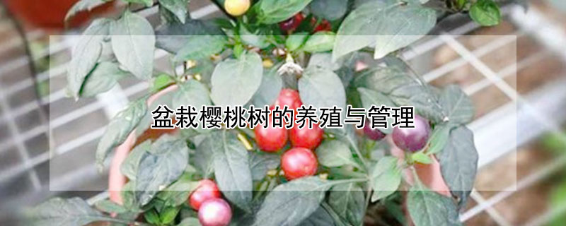 盆栽樱桃树的养殖与管理