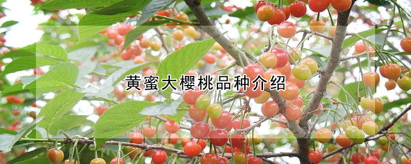 黄蜜大樱桃品种介绍