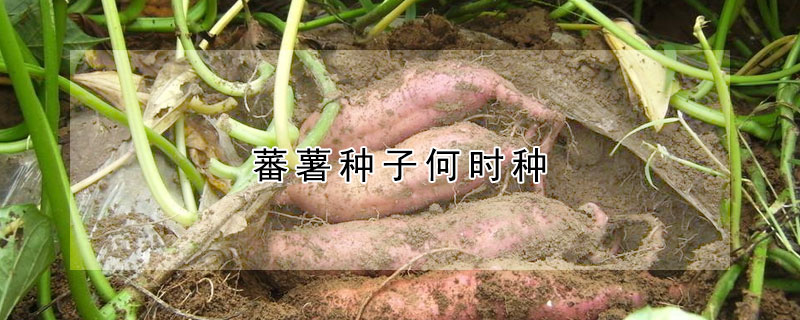 蕃薯种子何时种