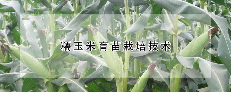 糯玉米育苗栽培技术