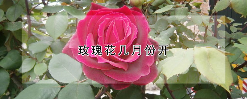 花卉大全 玫瑰花 手机阅读 玫瑰花在4月底开放,5-6月进入开花旺盛期