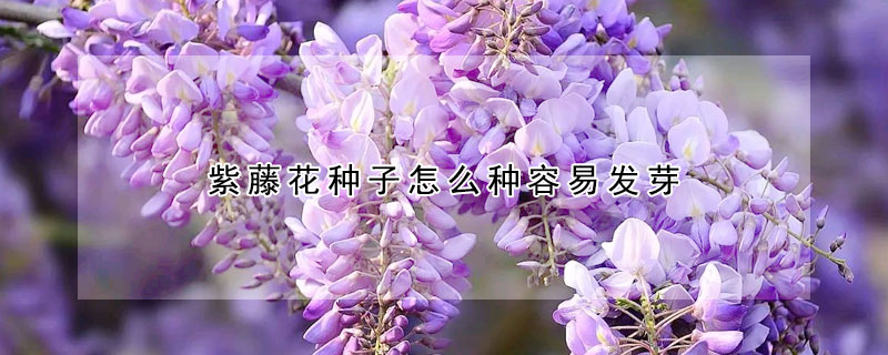 紫藤花种子怎么种容易发芽
