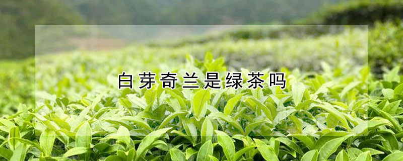 白芽奇兰是绿茶吗