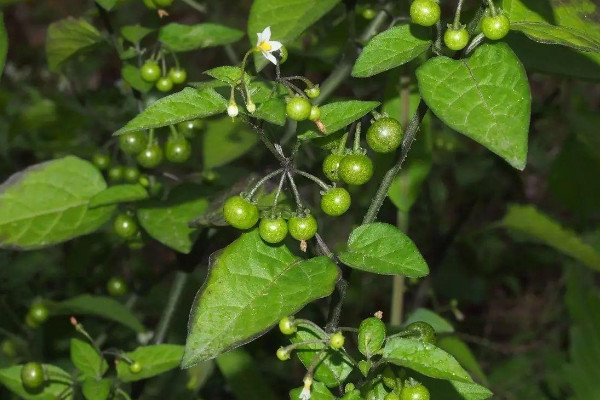 龙葵花是什么花