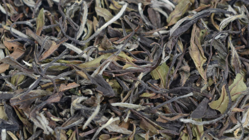 郁金香茶叶是什么品种