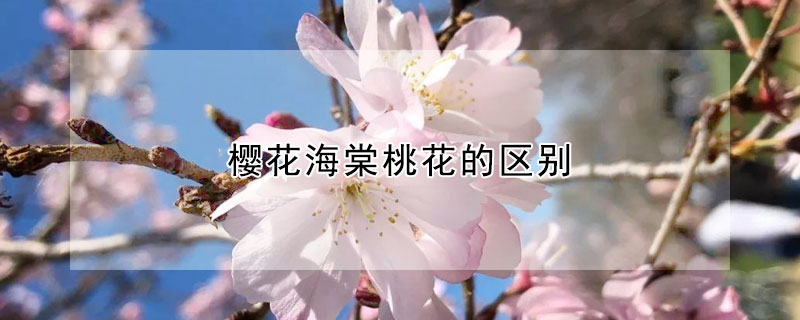 樱花海棠桃花的区别