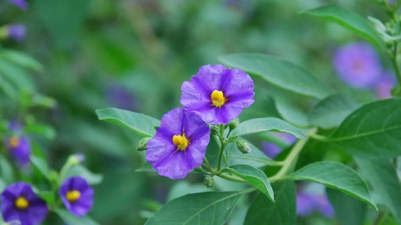 蓝花茄的养殖方法和注意事项