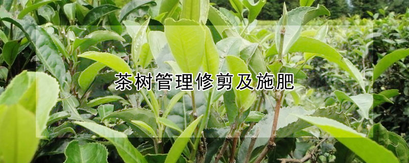 茶树管理修剪及施肥