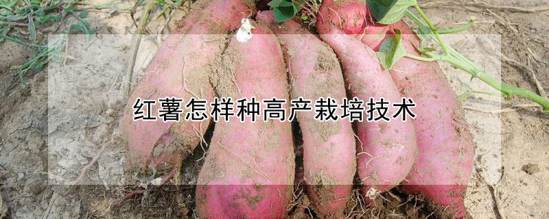 红薯怎样种高产栽培技术