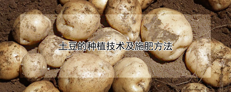 土豆的种植技术及施肥方法