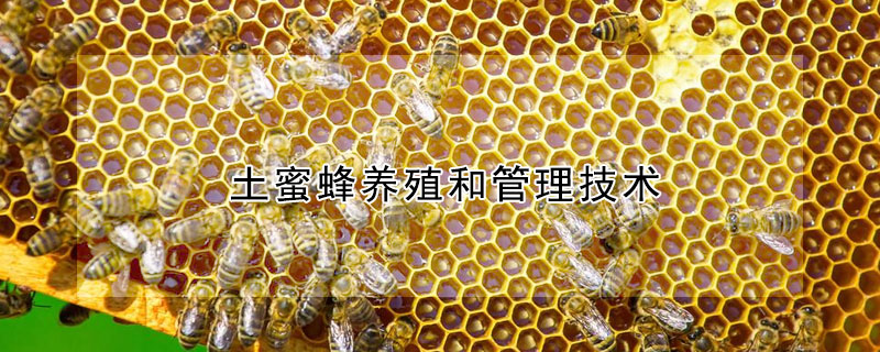 土蜜蜂养殖和管理技术